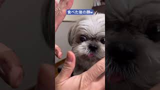 食べた後の顔なにwwww #dog #shihtzu #シーズー