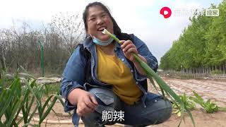 农村源子：蔬菜成长日记：2岁的宝宝浇菜，源子灵机一动，这晚饭吃的可香了