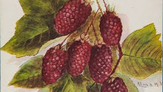 How Luther Burbank Created Hundreds of New Plants | The Henry Ford's Innovation Nation