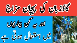 Health benefit of  gaozaban hindi urdu