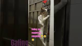 magaling kang pusa ka😂🤭 #cat #funnyvideo #shorts #cats