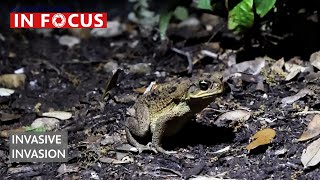 Toxic Toads: On the Hunt for Invasive Invaders | WGCU News