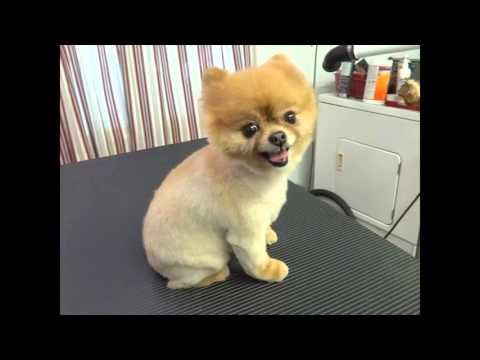 Watch this before you shave a Pomeranian Watch this before you shave a Pomeranian