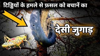 टिड्डियों के हमले से फ़सल को कैसे बचायें How to Protect Crop from Locust Attack