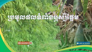 [20-05-25] Harvesting bamboo shoots🙀 🌧️☘️🍃 #rurallife #strawberrykratie #agriculture