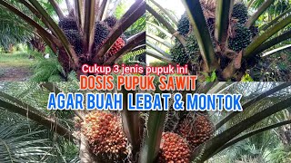 Anjuran Dosis Pupuk Sawit Agar Buahnya LEBAT & Montok