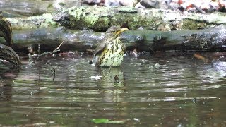 山中湖 大洞の泉のクロツグミ（雌）の水浴び　その３２（4K60P動画）