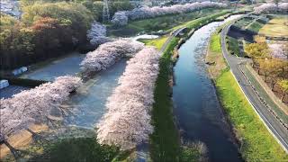 2019ドローン空撮　見沼田んぼ　朝日がそそぐ桜回廊