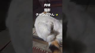 仰向けルナちゃん　肉球撮影チャレンジ・・・🐾 ‐ Clipchampで作成 #猫のいる暮らし