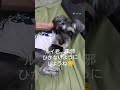 兄のおまたに、すっぽりハマるシュナウザー ミニチュアシュナウザー miniature schnauzer shorts