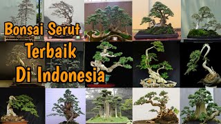 Kumpulan bonsai serut terbaik di indonesia || Ipenk Real Life