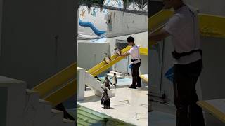 【北海道 おたる水族館】話題の何もしないペンギンショー？！やりました？！！