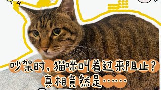 吵架时，猫咪叫着过来阻止？真相竟然是……#养猫经验分享