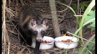 【地域猫・野生動物】他の場所で子供が目撃されたという情報！たぬ吉マークです。【魚くれくれ野良猫】