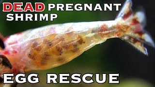 How to Save Shrimp Eggs from a Dead Shrimp