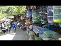 Birds Bazar Impress Market Karachi Pakistan🇵🇰 4K/2024