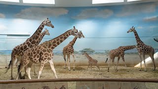 Bronx Zoo Full Tour - Bronx, NY - Part 3