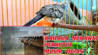 CARA MERAWAT PERKUTUT SAAT MUSIM HUJAN AGAR TETAP RAJIN MANGGUNG