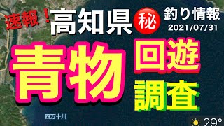 【高知県㊙️釣り情報】青物回遊調査！結果報告！