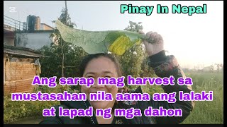 sarap mag harvest sa mustasahan nila aama ang lalaki at lapad Ng mga dahon