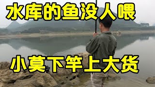 大水库好多年不喂鱼，小莫每次来都能上大货，钓鱼资源真不赖【壮乡小莫】