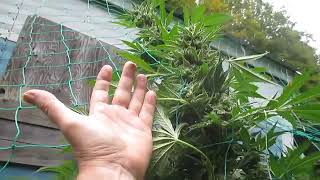 Outdoor Grow 2023 01