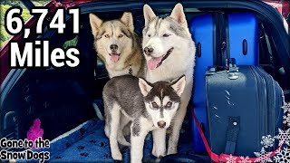 My Huskies EPIC Cross Country Road Trip | Travel With Dogs