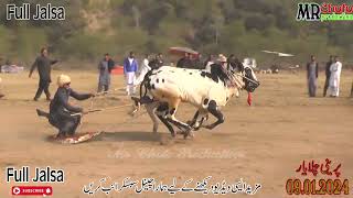 Highlights | Bull Race Prani Chalayar  | 09.11.2024 | Full Jalsa | #mr choto production