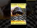 Shredder vs Turtle 🐢- #shorts #experiment #facts #youtubeshorts #ytindia #a2motivation