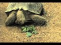 ZooAmerica Desert Tortoise H264.mov