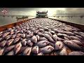 Thai Farmer Raise and Harvest Millions Of Tilapia This Way - Tilapia Processing Factory