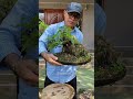 บอนไซต้นไกร รากเกาะหิน bonsai บอนไซ รุ่งอรุณวาไรตี้ bonsaitree plants gardening บ้านและสวน