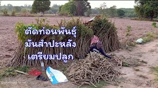 ปลูกมันสำปะหลังปลูกยังไงไม่ให้ขาดทุนขั้นตอนแรกตัดท่อนพันธุ์มันสำปะหลังเพื่อเตรียมปลูก