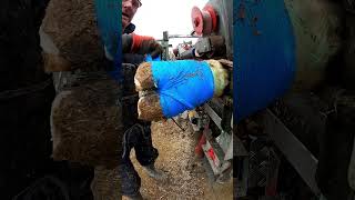 Trimming a large pen of Belgium blue bulls #farming #beef #bull