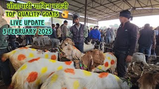 आज का बाज़ार 3/2/2025 Live Update Balaheri Bakra Mandi Docomentry || Totapari High Breed Goat Update