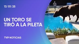 Toro al agua: paseo y chapuzón en Ramallo