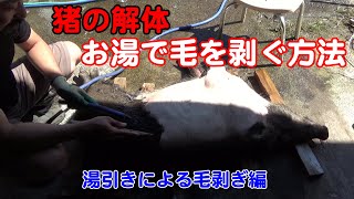 【狩猟】Vol.3おまけ  猪の解体 お湯で毛を剥ぐ方法の紹介 （有害鳥獣捕獲） 【解体作業】