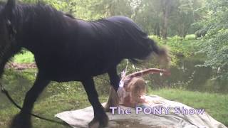 Unicorn steps on Fairy! Wear a Helmet!, @theponyshow #horse #helmet #horses #hor