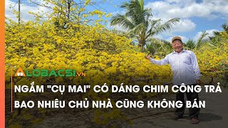 Ngắm cụ mai có dáng chim công trả bao nhiêu chủ nhà cũng không bán