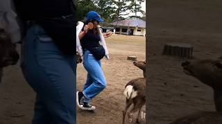 鹿がお尻に噛みつきました。Nara park japan 🇯🇵 4k#narapark #deer #shorts