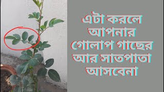 গোলাপ গাছে ফুল আসে না কেন?