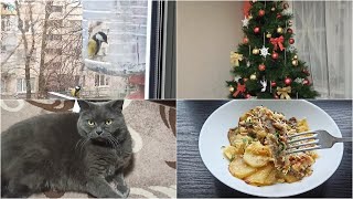 8 января 2025 г Краматорск. УТРО//Что-то летало ночью//Когда убрать🎄Мясо по-французски с 🥔🥘 Буся😽