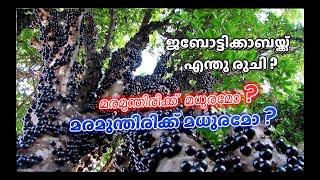 ജബോട്ടിക്കാബയ്ക്ക് എന്തു രുചി ? മരമുന്തിരിക്ക് മധുരമോ ?TASTE OF JABOTICABA -....BRAZIL TREE GRAPE