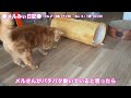 急にハイテンションになり遊びだす猫がかわいすぎたww