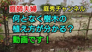 【庭師・夫婦で独立】＃31 何となく植栽工事が分かる？動画です。