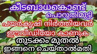 പയറിലെ ഉറുമ്പ്, ചാഴി ഇനിയതിനെ മറന്നേക്കൂ a1luckylifemedia