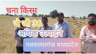 JG 36-- { जे.जी }  चना वैरायटी नई किस्म ,, नसरुल्लागंज सीहोर किसान Jnkvv ,,