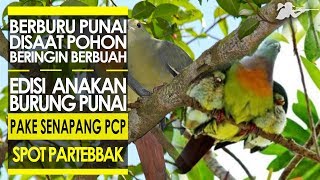 Playtube Pk Ultimate Video Sharing Website