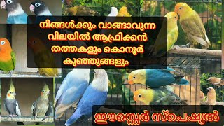 നിങ്ങൾക്കും വാങ്ങാവുന്ന വിലയിൽ കോനൂർ ഹാൻഡ് ഫീഡ് കുഞ്ഞുങ്ങളും, കോക്ക്റ്റൈൽ ബ്രീഡിങ് jodikalum