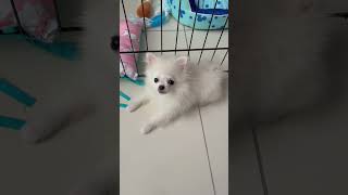 就是喜欢看你这样 | Dut Dut #pomeranian #博美